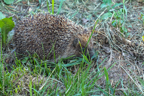 Hedgehog close-up in the green grass.