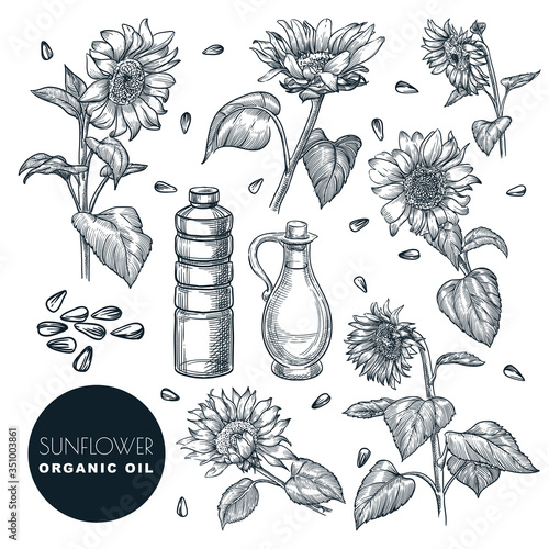 Sunflower flowers and oil bottles, sketch vector illustration. Agricultural plant and seeds. Hand drawn design elements