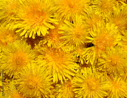 Blossoms of Taraxacum officinale background © hibrida