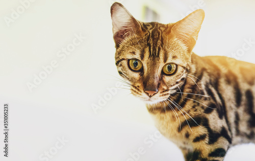 Fototapeta Naklejka Na Ścianę i Meble -  bengal domestic cat  breed that looks like a leopard