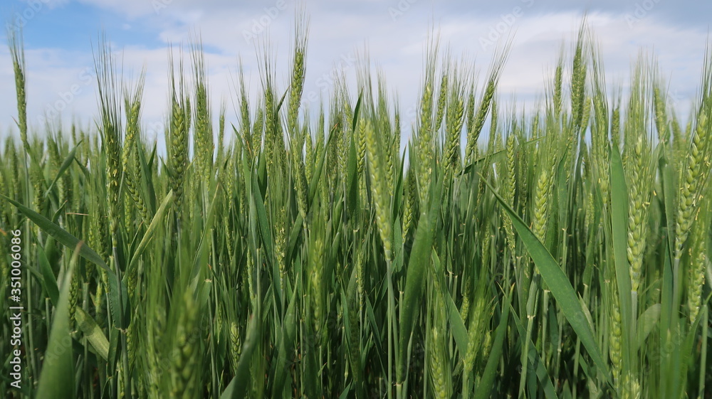 green wheat field