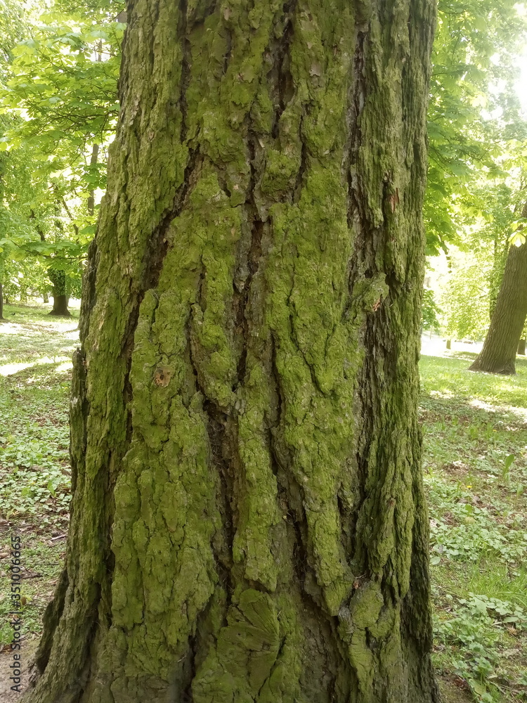 tree bark and green moss on a tree in a city park tree bark and green moss on a tree in a city park