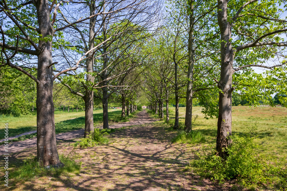 row of trees in the park