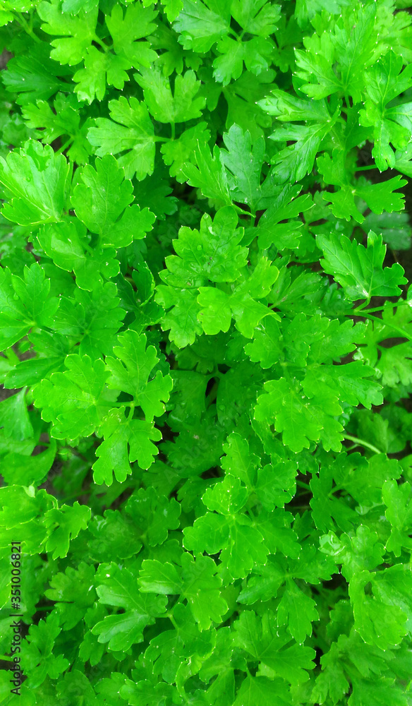 Parsley freesh grows in the garden. Green background of parsley leaves, top view close-up Parsley freesh grows in the garden. Green background of parsley leaves, top view close-up