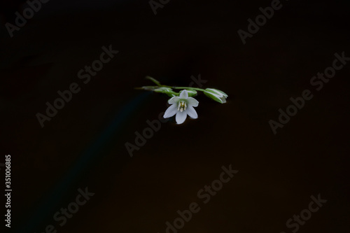 White flower on a dark background