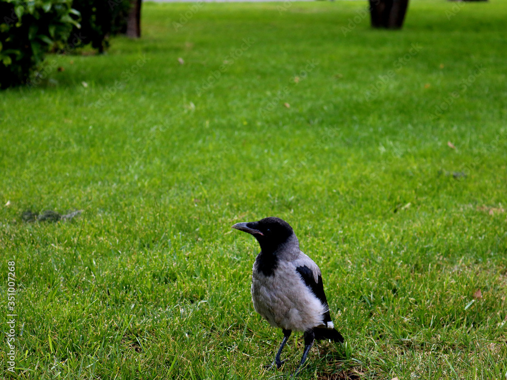 Crow with gray and black plumage (Corvus cornix) on grass Crow with gray and black plumage (Corvus cornix) on grass
