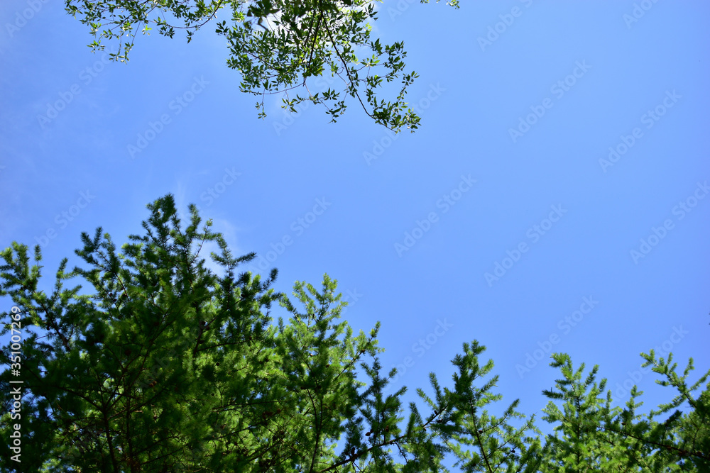 Blue sky and clouds in the branches of trees Blue sky and clouds in the branches of trees