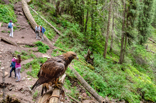 tame eagle for filming with tourists photo