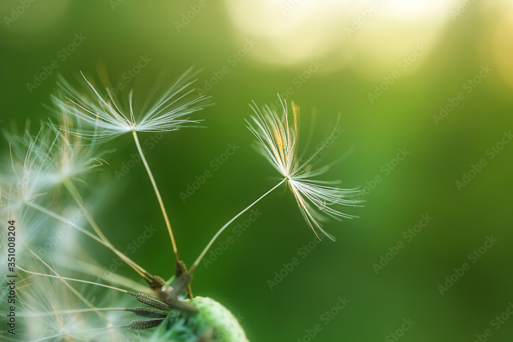 Obraz premium Dandelion seed came off the flower. Beautiful colors of the setting sun. Copyspace. The concept of freedom, loneliness. Detailed macro photo.