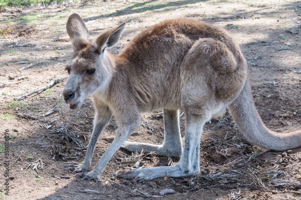 Kangaroo in the Park Kangaroo in the Park