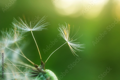Dandelion seed came off the flower. Beautiful colors of the setting sun. Copyspace. The concept of freedom, loneliness. Detailed macro photo.