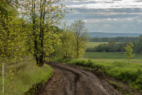 Spring landscape, rare trees, winding country road, bright sunlight after rain.