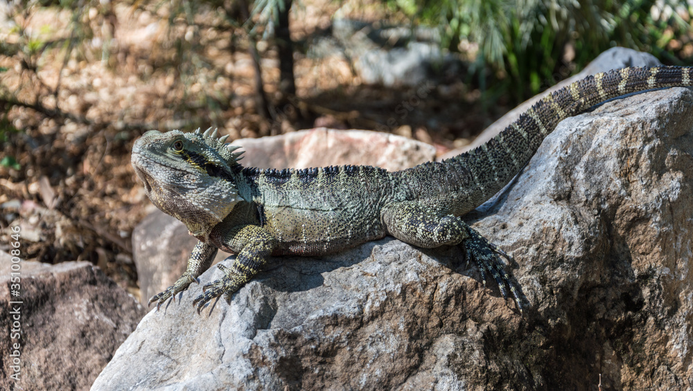 Lizard on the Rock Lizard on the Rock