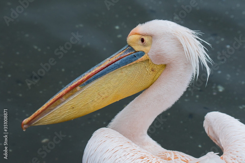 Portrait of beautiful water bird Pink-backed Pelican with yellow beak and gentle pink feathers and funny topknot. Namibia.