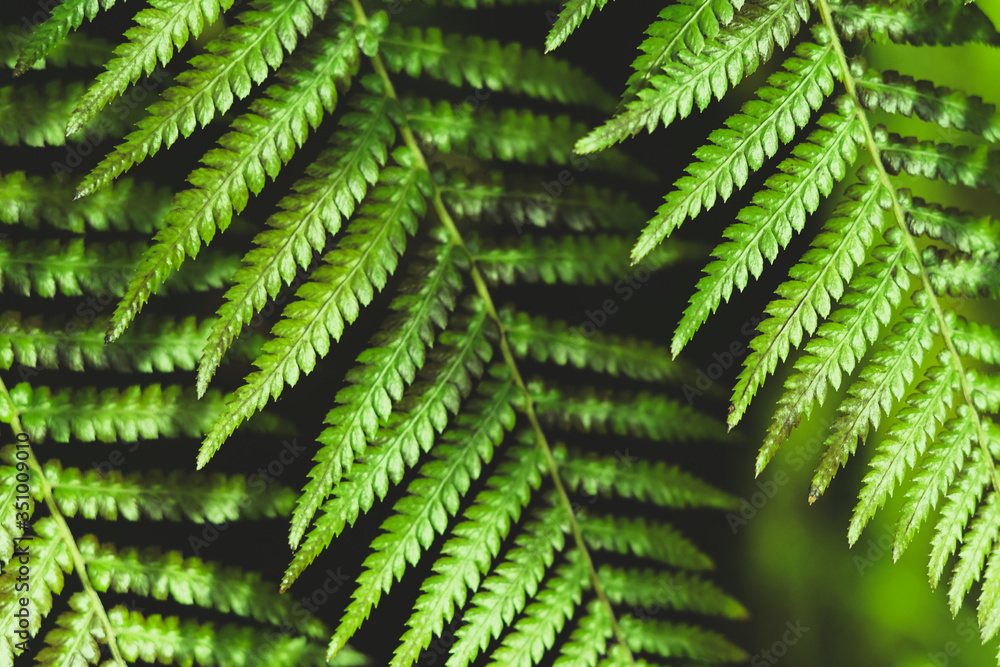 Background with green fern leaves.