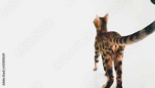 bengal domestic cat  breed that looks like a leopard © oz