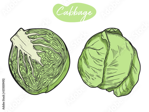 Set of different cabbage isolated on white background. Vector
