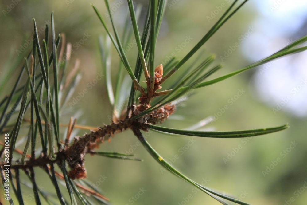 close up of pine cones - obrazy, fototapety, plakaty 