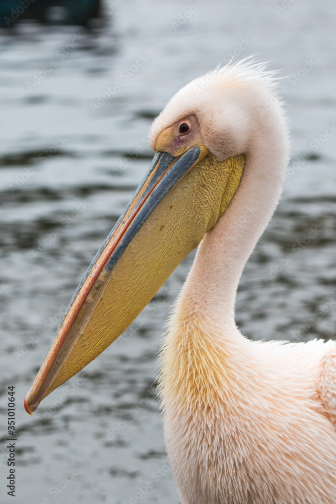 Portrait of beautiful water bird Pink-backed Pelican with yellow beak and gentle pink feathers and funny topknot. Namibia. Portrait of beautiful water bird Pink-backed Pelican with yellow beak and gentle pink feathers and funny topknot. Namibia.