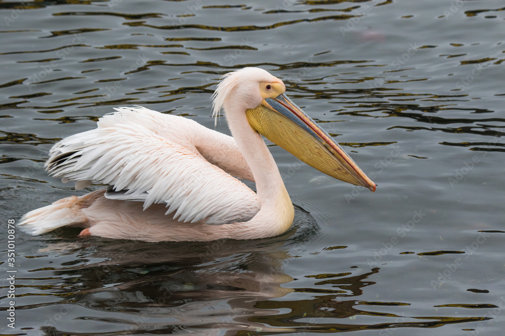 Portrait of beautiful water bird Pink-backed Pelican with yellow beak and gentle pink feathers and funny topknot. Namibia. Portrait of beautiful water bird Pink-backed Pelican with yellow beak and gentle pink feathers and funny topknot. Namibia.