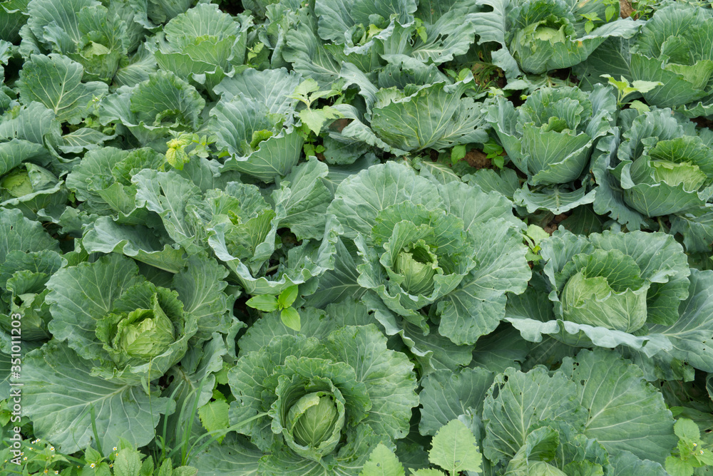cabbage in the garden cabbage in the garden
