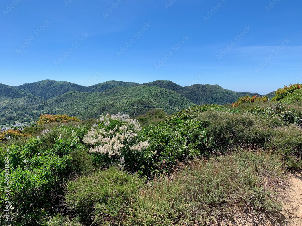 Green Mountain Landscape