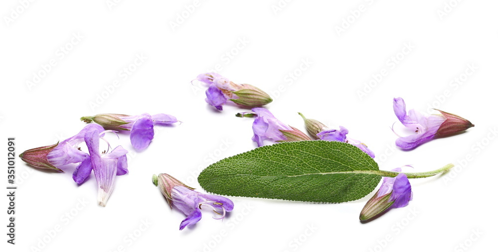 Mealy sage flowers blooming with leaves, Salvia farinacea, Blue salvia isolated on white background - obrazy, fototapety, plakaty 