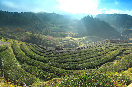 The scenery of organic tea farm   Tea farm 2000  at doi ang khang chiang mai  Thailand 