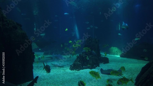 Wallpaper Mural Movement of  school of fish underwater. Group fish of multiple species in undersea marine life Torontodigital.ca