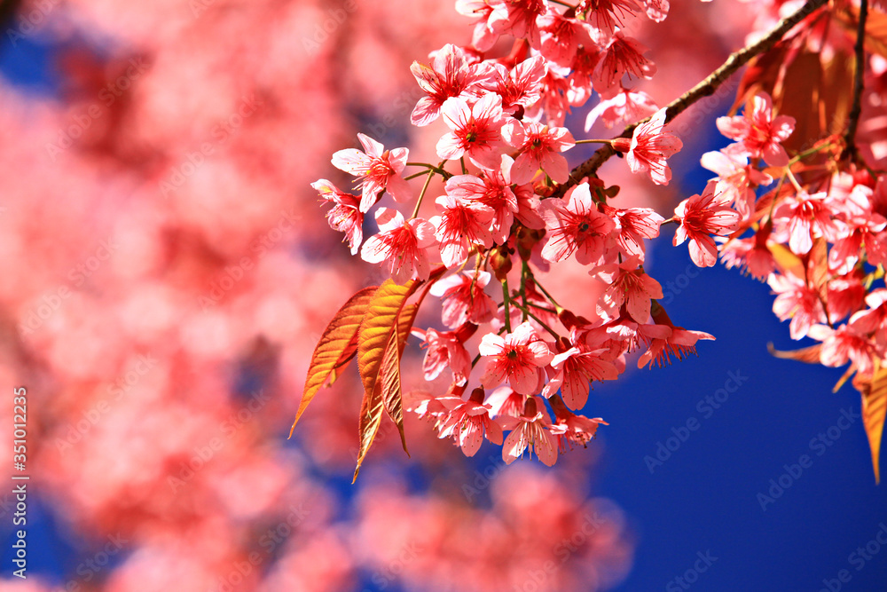Close up Wild Himalayan Cherry Blossoming on Doi Inthanon National Park. Chiang Mai, Thailand Close up Wild Himalayan Cherry Blossoming on Doi Inthanon National Park. Chiang Mai, Thailand