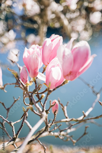 Tender twig with magnolia flowers in sunlight