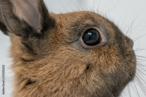 Rabbit on a white background in the closeup