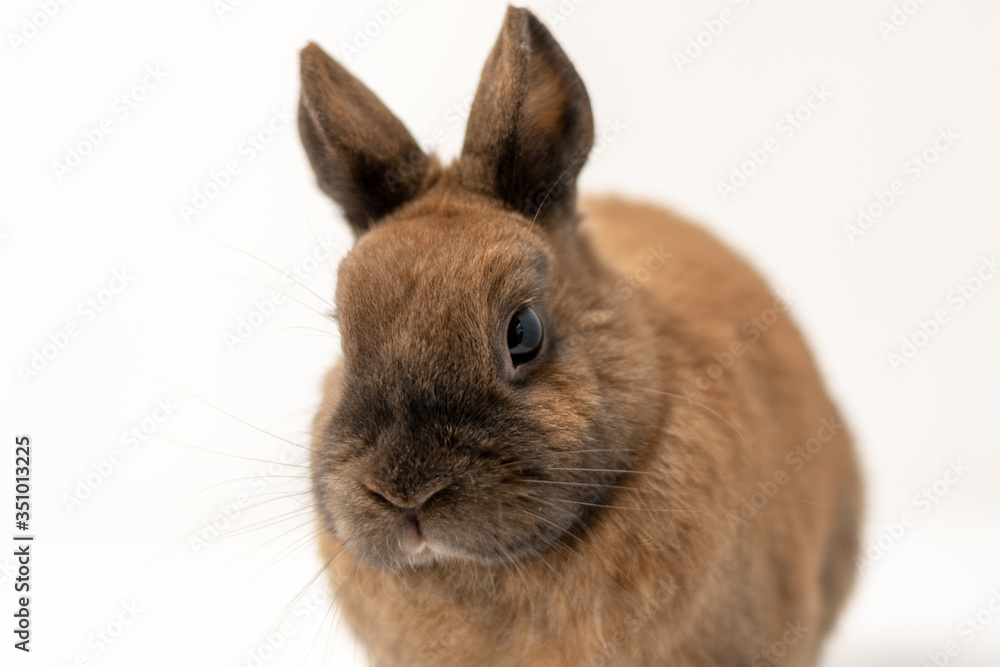 Obraz premium Rabbit on a white background 
