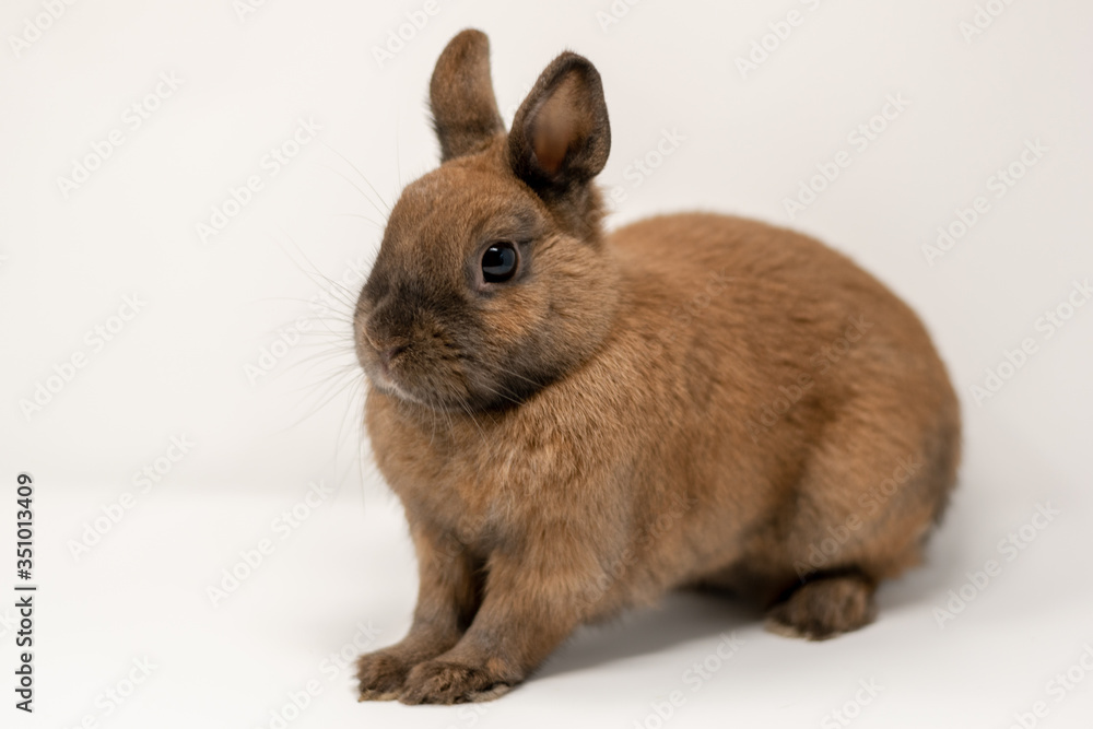 Fototapeta premium rabbit on a white background