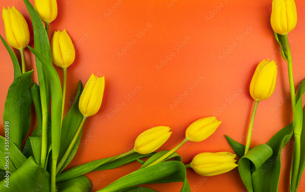 Yellow tulips as a frame for the background. Yellow tulips as a frame for the background.