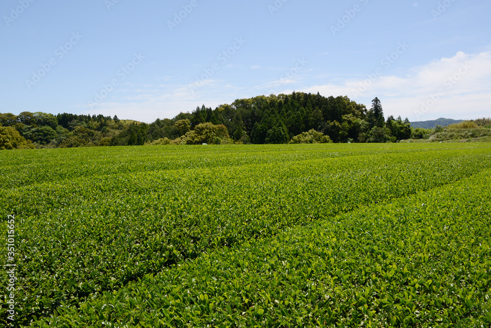 茶畑　鹿児島県さつま町