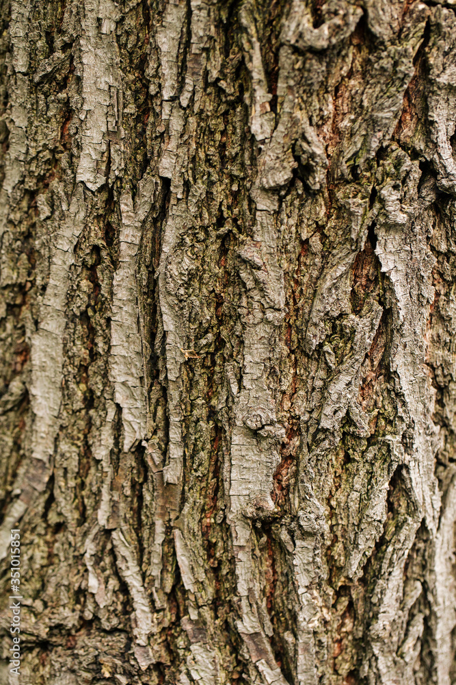 Closeup macro dry tree bark texture background Closeup macro dry tree bark texture background