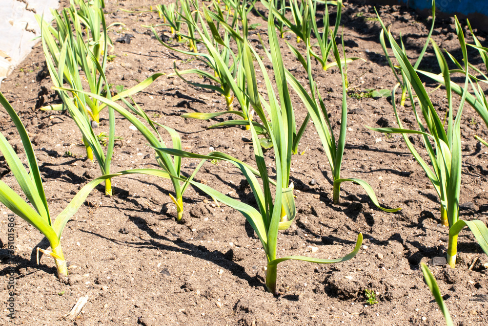 Spring, vegetable garden. Planting sapling garlic in the ground. Spring, vegetable garden. Planting sapling garlic in the ground.