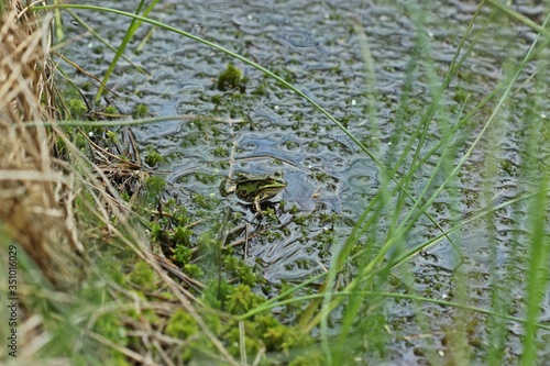 Teichfrosch (Pelophylax esculentus) am Teichufer. © Schmutzler-Schaub