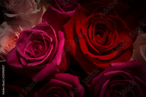 Red and pink roses. Floral background. Flowers closeup. Wediding and valentine. The rose petals.  