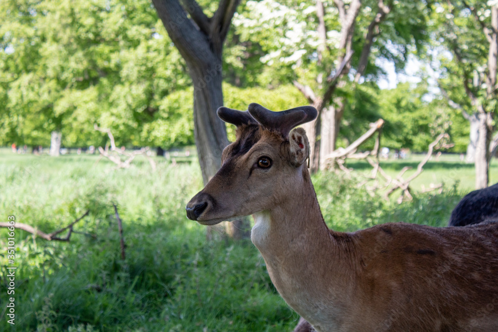deer in the woods deer in the woods