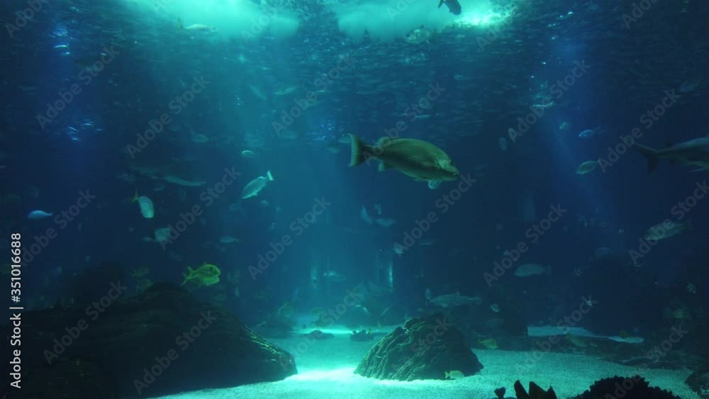 Movement of school of fish underwater. Group fish of multiple species in undersea marine life Movement of school of fish underwater. Group fish of multiple species in undersea marine life