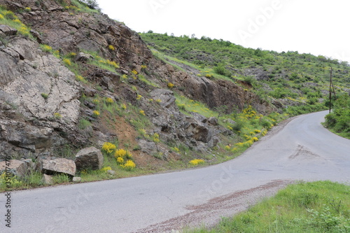 There are many yellow wildflowers on the mountain road. They grew right on the rocks