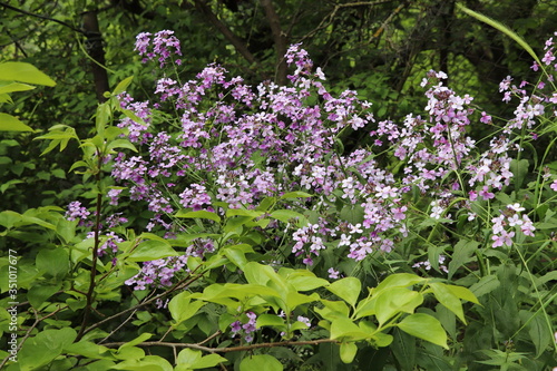 In the spring, purple wildflowers bloomed in the garden. They look like lilacs.