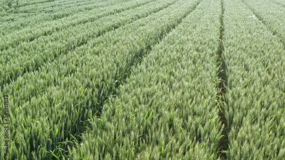 wheat wheat