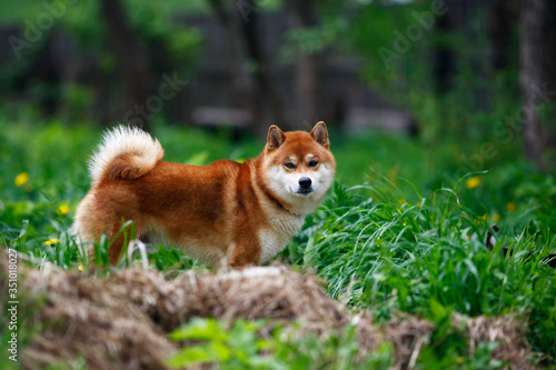 Portrait Shiba inu dog on green grass looks forward in summer