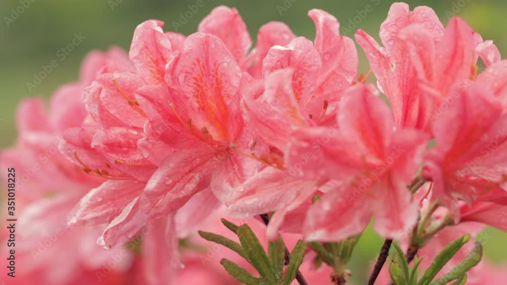 4K Beautiful pink azalea flowers close up 4K Beautiful pink azalea flowers close up