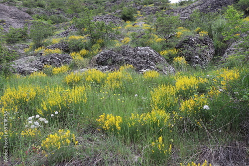 Yellow wildflowers grew on a hill near the rocks. I want to go higher and higher.