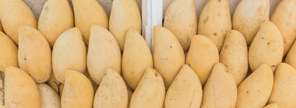 Panoramic bright yellow ripen Ataulfo mangos pile in styrofoam box at street market in Geylang, Sinagpore