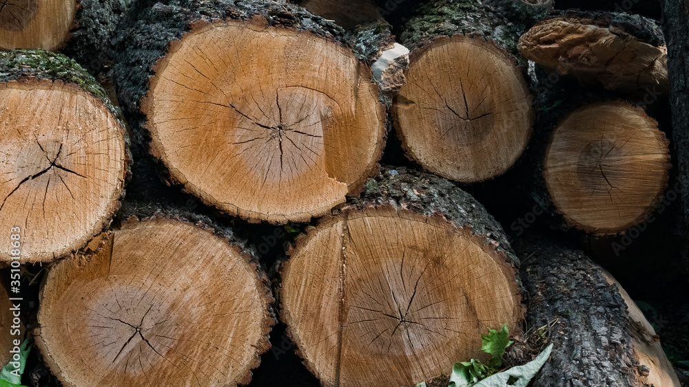 Big logs with cracks and scrapes, lying on each other in the forest. Spring. Big logs with cracks and scrapes, lying on each other in the forest. Spring.